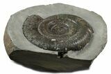 Jurassic Ammonite (Dactylioceras) Fossil - England #351164-1